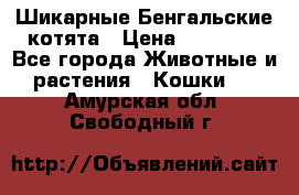 Шикарные Бенгальские котята › Цена ­ 25 000 - Все города Животные и растения » Кошки   . Амурская обл.,Свободный г.